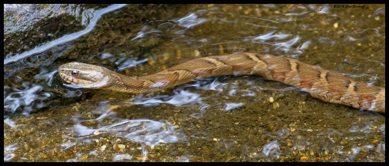 _4SB8573 northern water snake.jpg